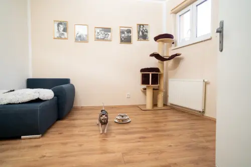 Pet hotel Teplice - pokoj pro kočky